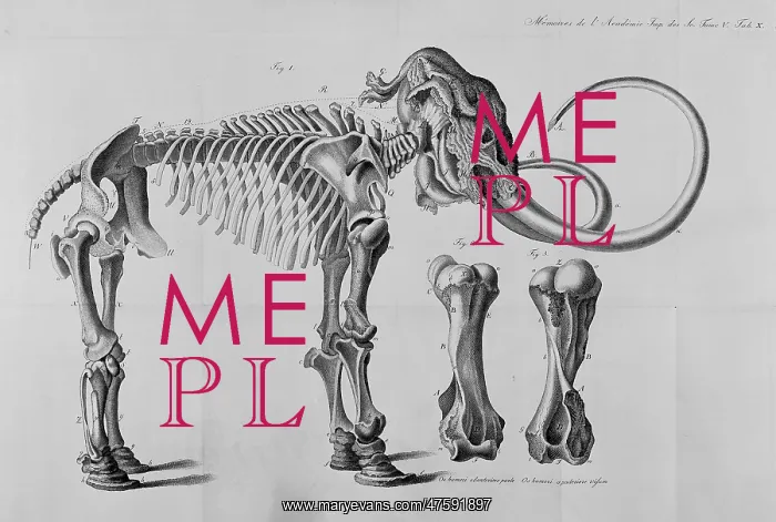 : Mammoth skeleton drawing : Mammoth skeleton drawing