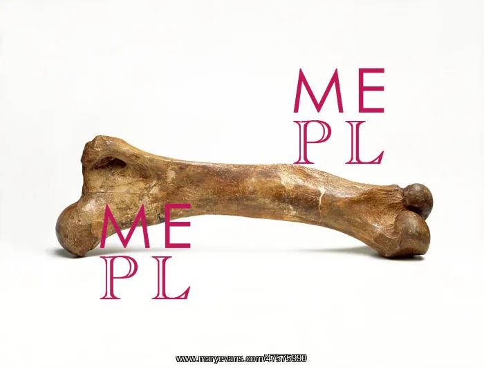  : Mammoth thigh bone