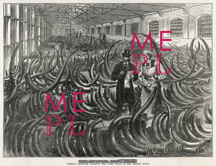  : MAMMOTH TUSKS