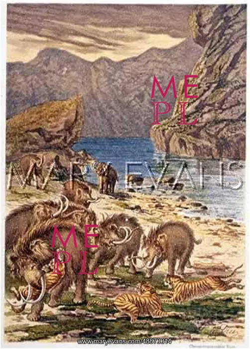  : MAMMOTHS & TIGERS