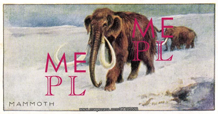  : MAMMOTHUS PRIMIGENIUS