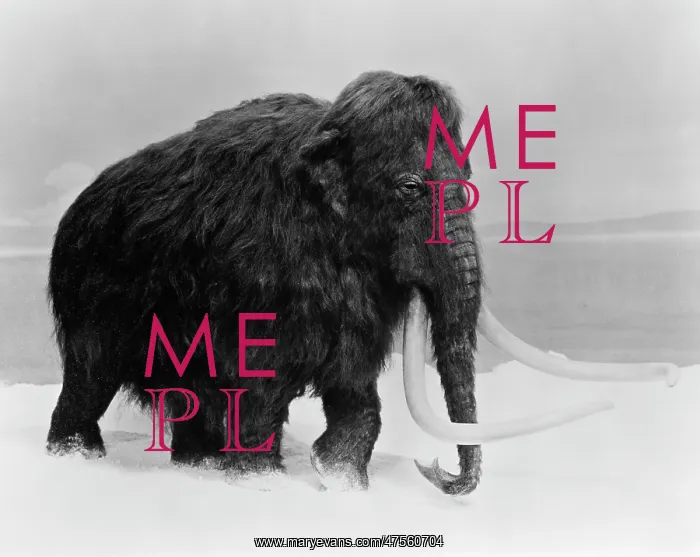 : Mammuthus primigenius, woolly mammoth : Mammuthus primigenius, woolly mammoth