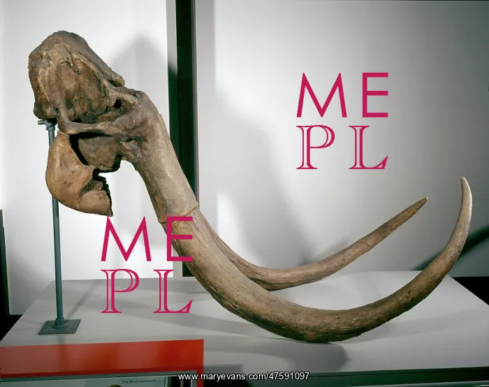 : Mammuthus primigenius, woolly mammoth : Mammuthus primigenius, woolly mammoth