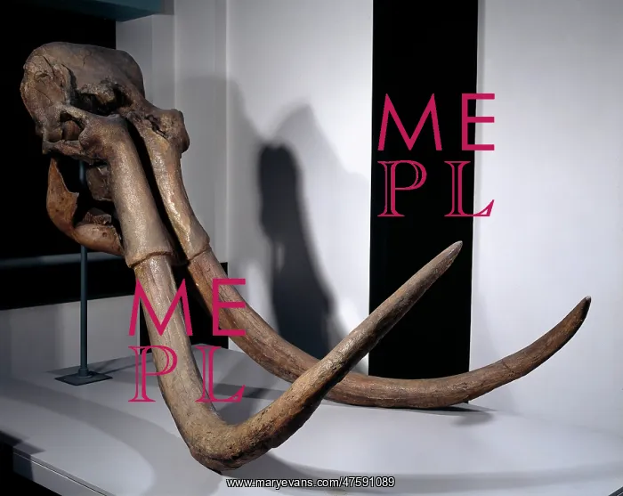 : Mammuthus trogontherii, steppe mammoth : Mammuthus trogontherii, steppe mammoth