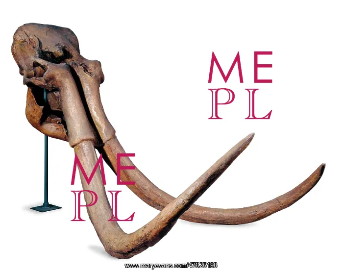 : Mammuthus trogontherii, steppe mammoth : Mammuthus trogontherii, steppe mammoth