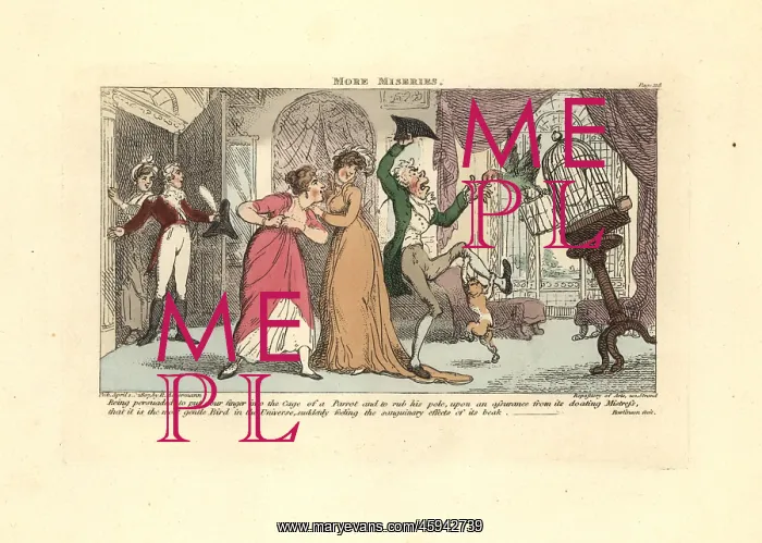 : Man being attacked by a parrot and cat in a drawing room : Man being attacked by a parrot and cat in a drawing room