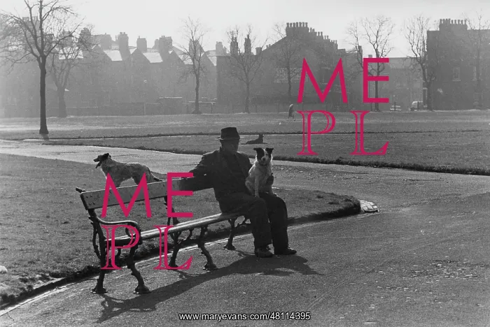 : Man on a bench in a park, with dogs : Man on a bench in a park, with dogs