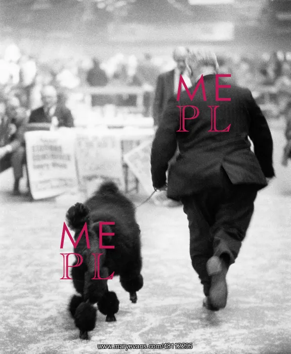 : Man and black poodle at a dog show : Man and black poodle at a dog show