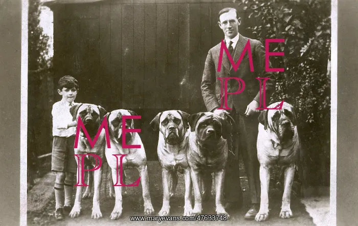 : Man and boy with five large boxer dogs : Man and boy with five large boxer dogs