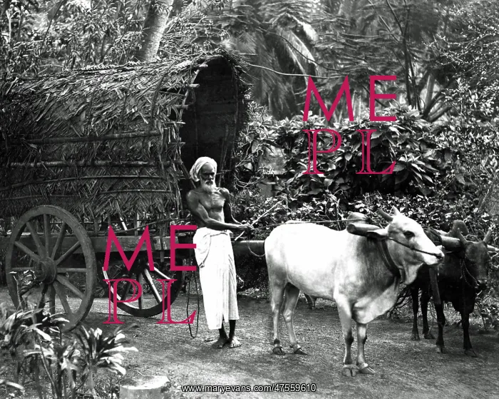 : Man with a bullock cart, India : Man with a bullock cart, India