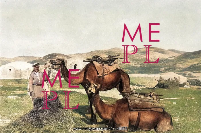 : Man with two camels, Holy Land : Man with two camels, Holy Land