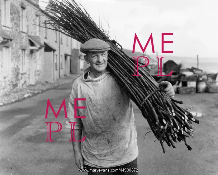 : Man carrying withies for lobster pot making, Devon : Man carrying withies for lobster pot making, Devon