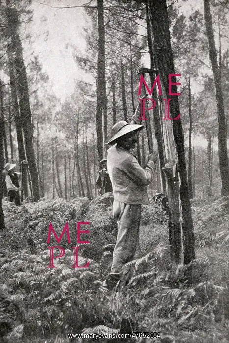 : Man collecting resin from pine woods, Gironde, SW France : Man collecting resin from pine woods, Gironde, SW France