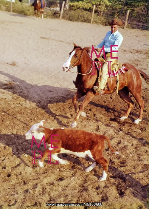 : Man Cowboy Riding Quarter Horse Practicing Working : Man Cowboy Riding Quarter Horse Practicing Working