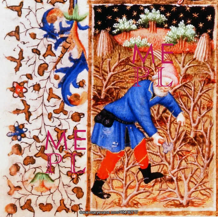 : Man cutting or pruning bushes. From illustration : Man cutting or pruning bushes. From illustration