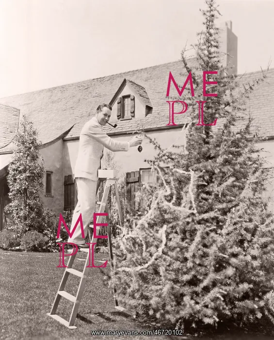 : Man decorating pine tree in his backyard : Man decorating pine tree in his backyard