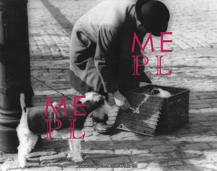  : Man with dogs and basket