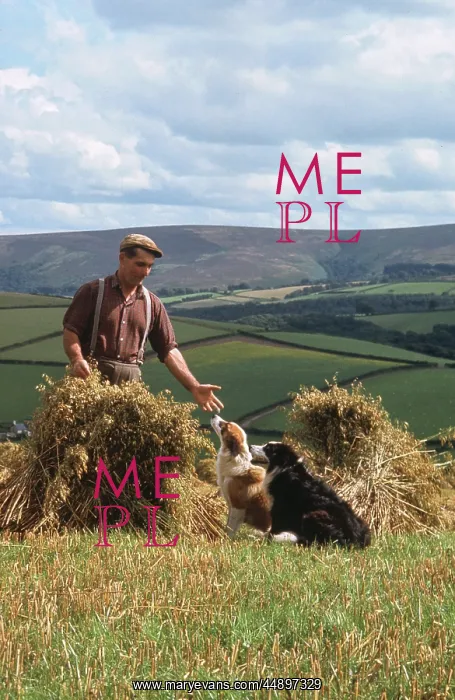 : Man and dogs in cornfield, Countisbury, Somerset : Man and dogs in cornfield, Countisbury, Somerset