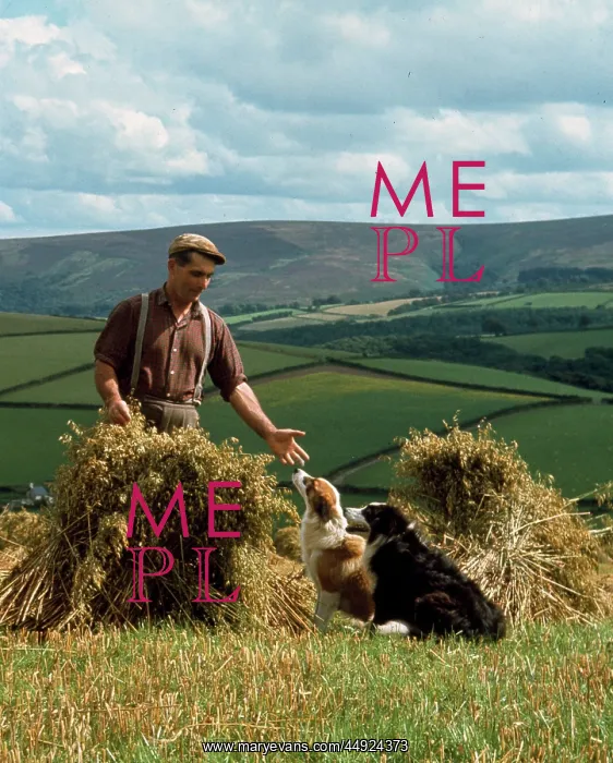: Man and dogs in cornfield, Countisbury, Somerset : Man and dogs in cornfield, Countisbury, Somerset