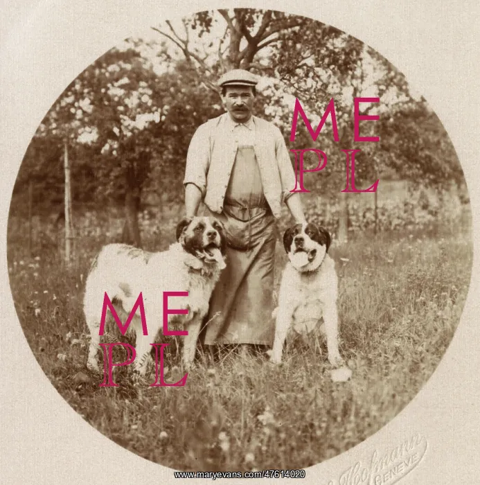 : Man with two dogs in a field, Switzerland : Man with two dogs in a field, Switzerland