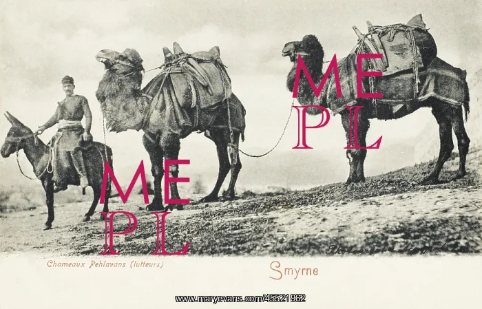 : Man on Donkey leading two camels : Man on Donkey leading two camels