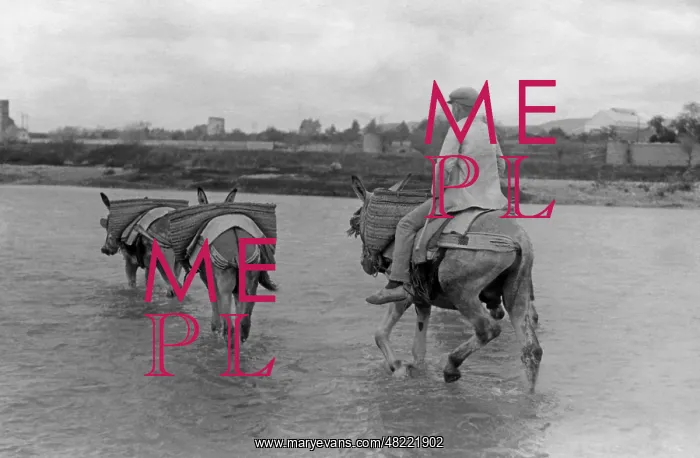 : Man with donkeys in Spain, 1934 : Man with donkeys in Spain, 1934