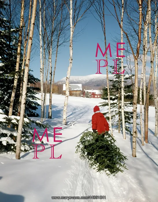 : Man Dragging In Christmas Tree : Man Dragging In Christmas Tree