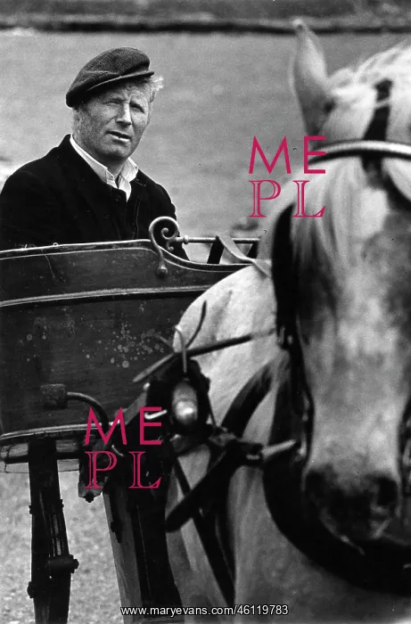 : Man driving a horse and trap : Man driving a horse and trap