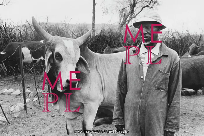 : Man eyeing his bull : Man eyeing his bull