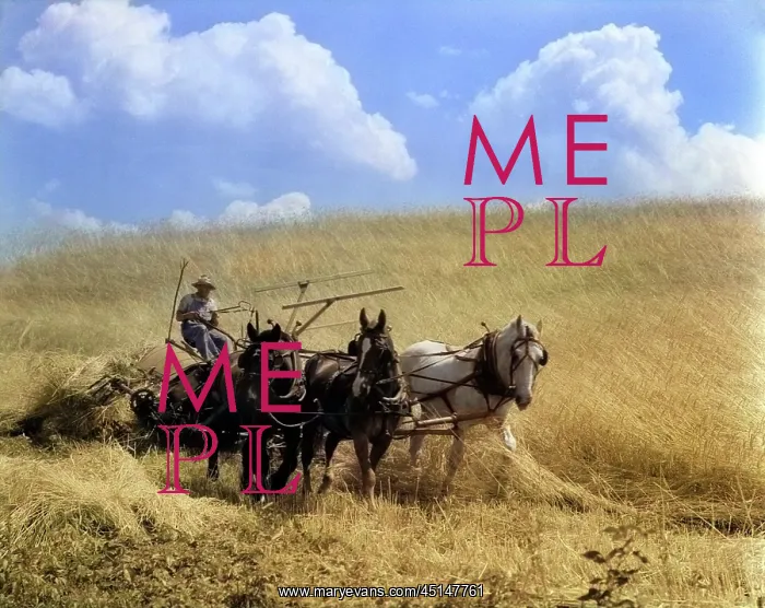 : Man Farmer Driving Three Horses Pulling Mccormick : Man Farmer Driving Three Horses Pulling Mccormick