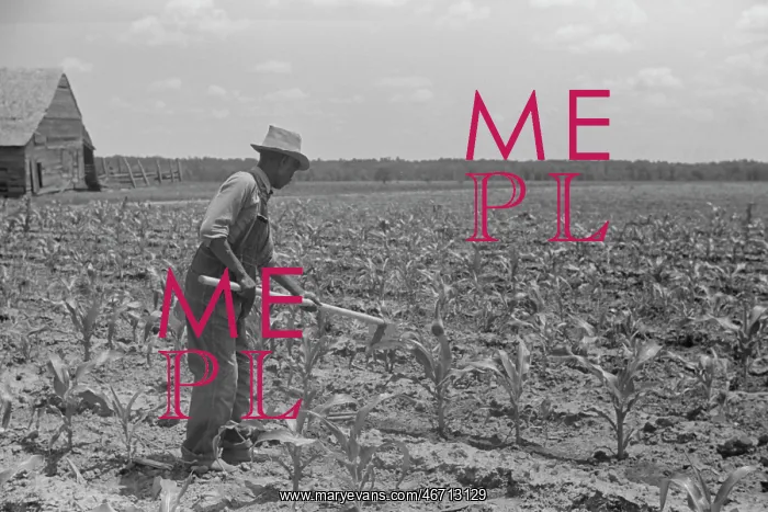 : Man - Farmer - Field - Crops Corn : Man - Farmer - Field - Crops Corn