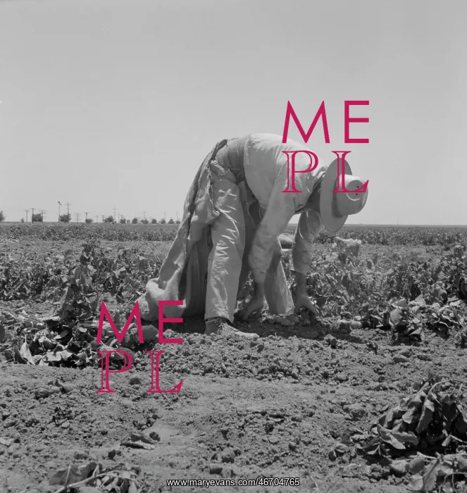 : Man - Farmer - Field - Migrant : Man - Farmer - Field - Migrant