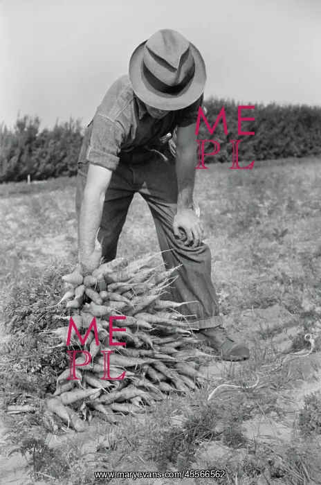 : Man - Farmer - Occupations - Carrots : Man - Farmer - Occupations - Carrots