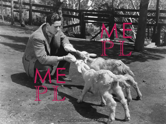 : Man feeding two baby goats : Man feeding two baby goats