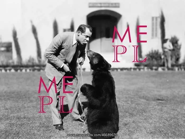 : Man feeding a bear standing on his lawn : Man feeding a bear standing on his lawn