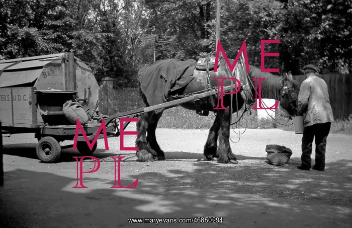 : Man feeding carthorse : Man feeding carthorse