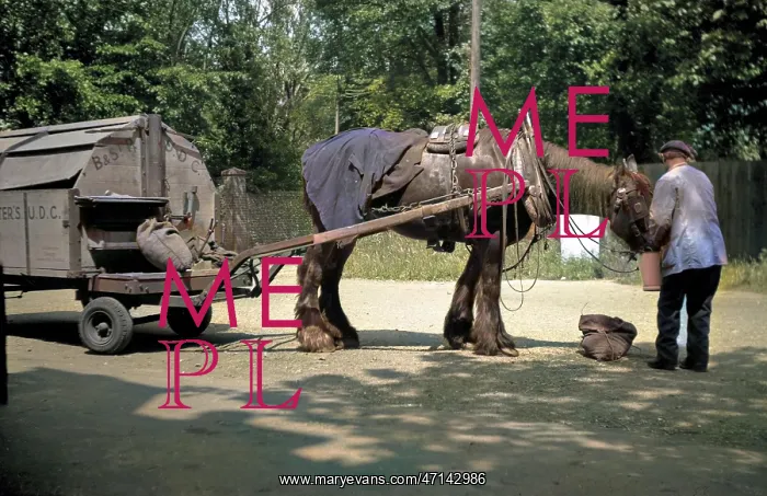 : Man feeding carthorse : Man feeding carthorse