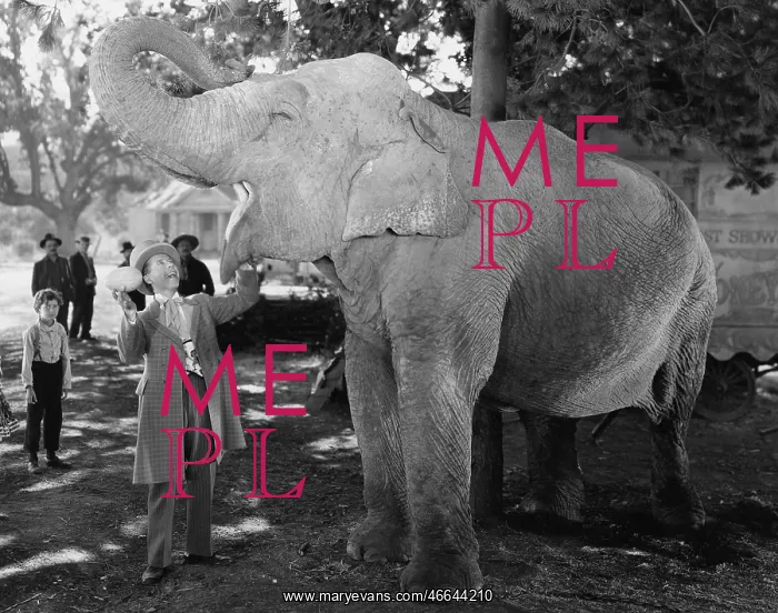 : Man feeding elephant with wide open mouth : Man feeding elephant with wide open mouth