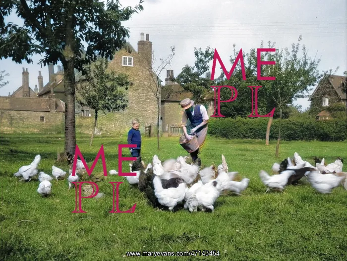 : Man feeding poultry, watched by a boy : Man feeding poultry, watched by a boy