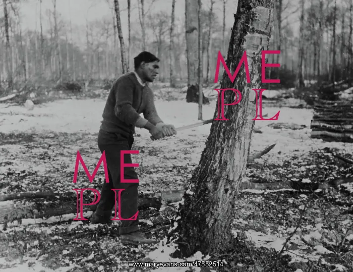 : Man felling tree, forest lumber works, Western Front, WW1 : Man felling tree, forest lumber works, Western Front, WW1