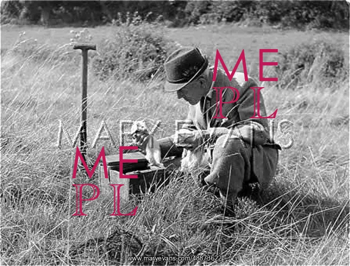 : Man in a field with two ferrets : Man in a field with two ferrets