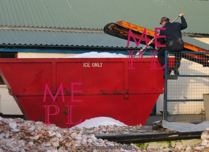 : Man on gate outside seafood processing factory shovels ice : Man on gate outside seafood processing factory shovels ice
