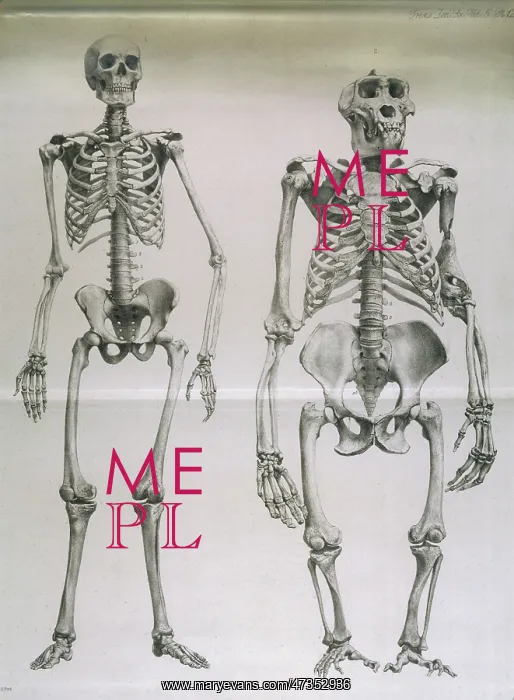 : MAN, GORILLA SKELETONS : MAN, GORILLA SKELETONS