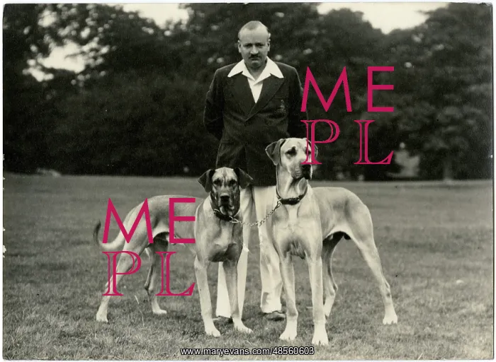  : Man with two Great Dane dogs in a park