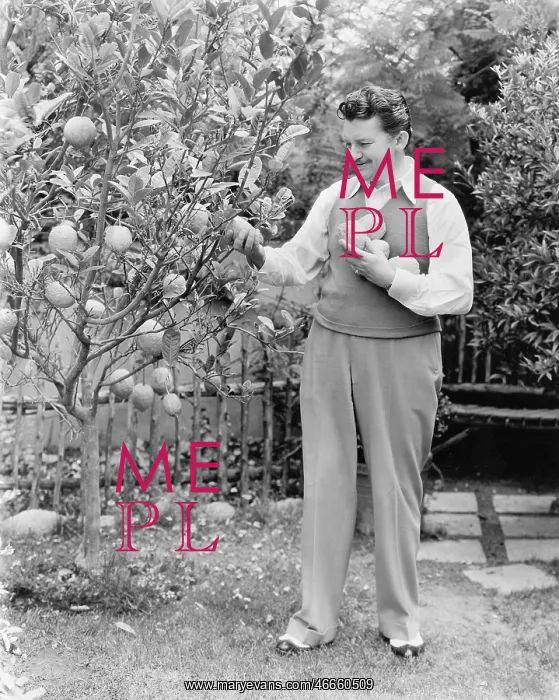 : Man harvesting oranges from his tree : Man harvesting oranges from his tree