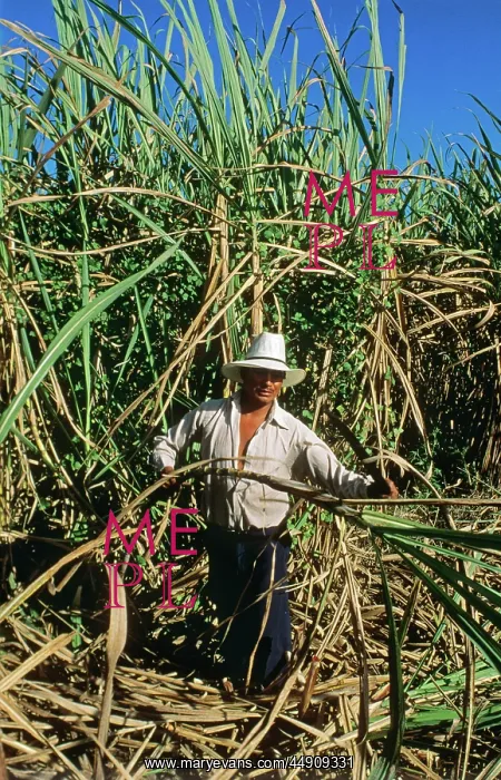 : Man Harvesting Sugar Cane Everglades, Fl : Man Harvesting Sugar Cane Everglades, Fl