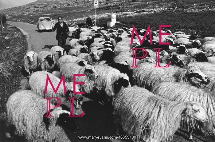 : Man herding sheep along a road near Delphi, Greece : Man herding sheep along a road near Delphi, Greece
