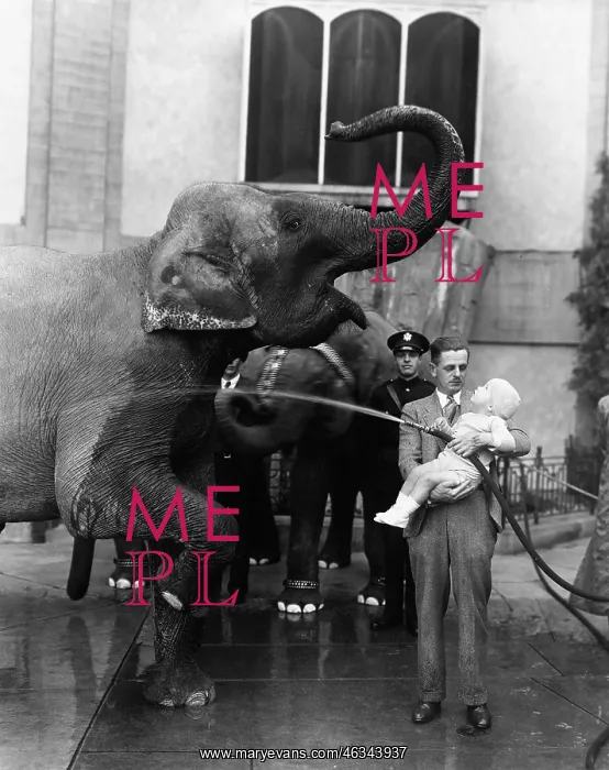 : Man holding child and washing elephant : Man holding child and washing elephant