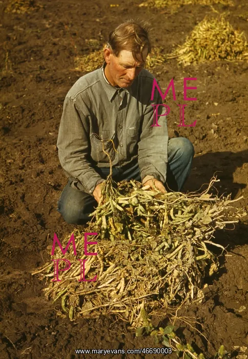 : Man - homesteader - farmer - occupations : Man - homesteader - farmer - occupations