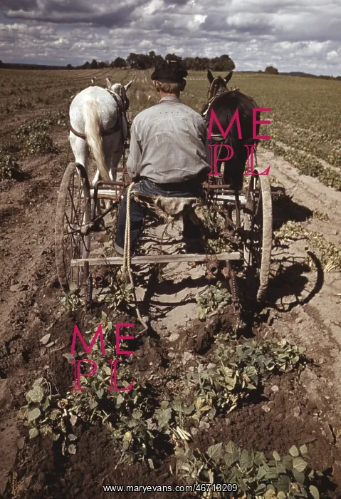 : Man - homesteader - farmer - occupations : Man - homesteader - farmer - occupations